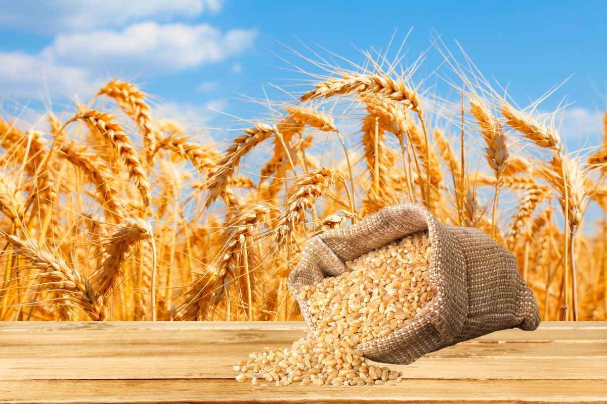 Selling Wheat in the Open Market