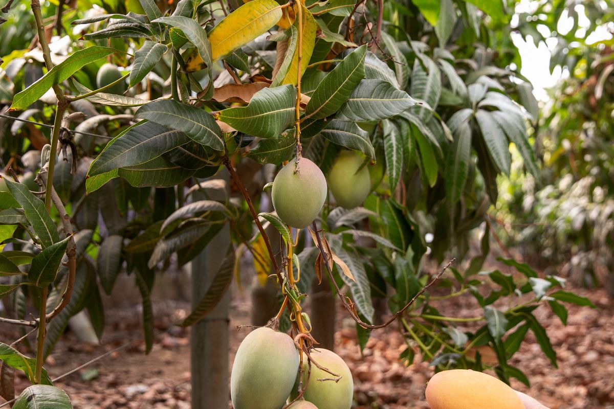 How Much Amrai Owner Earn