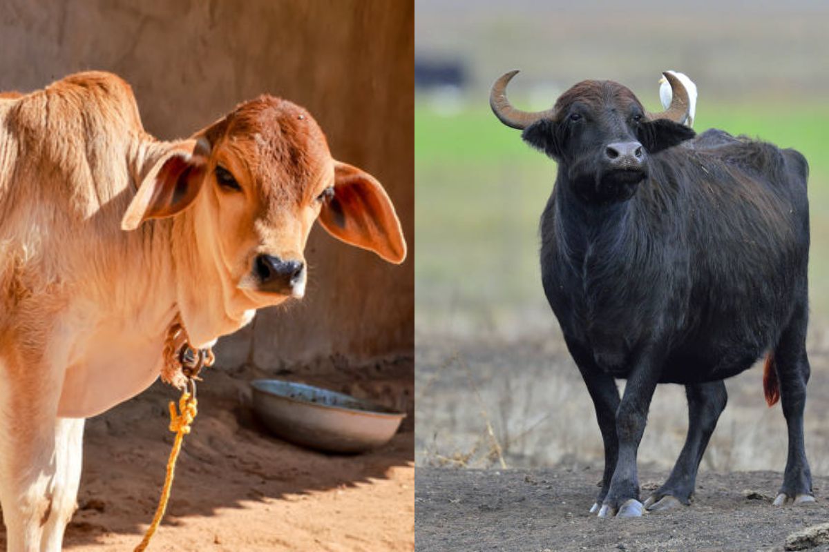 Pashu Kisan Credit Card