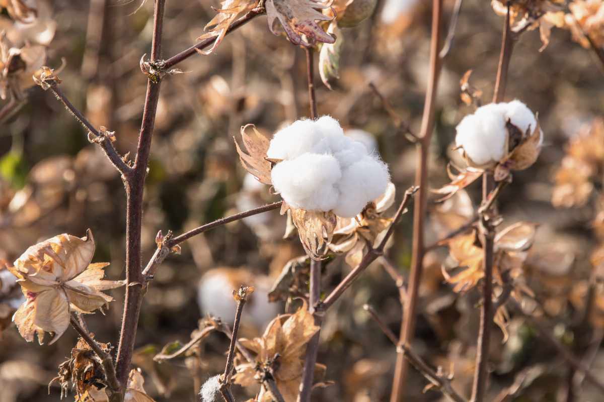 Cotton production