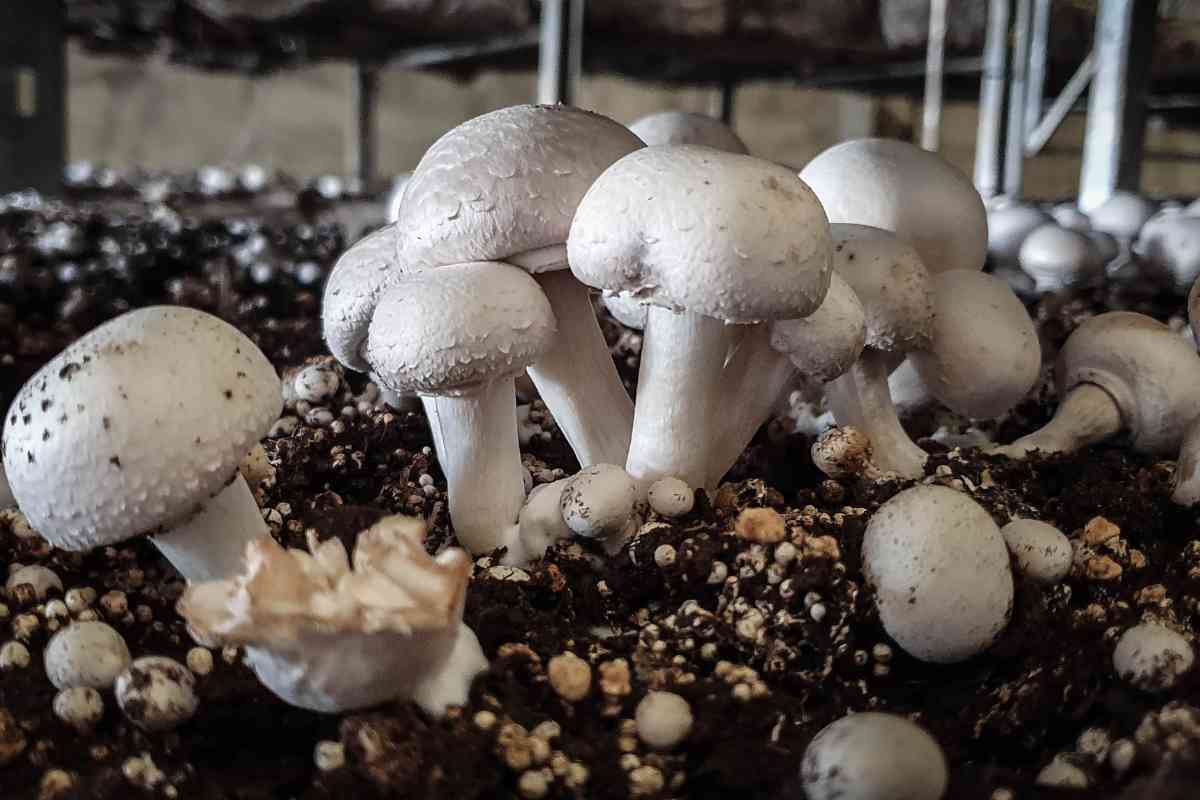 Mushroom Farming