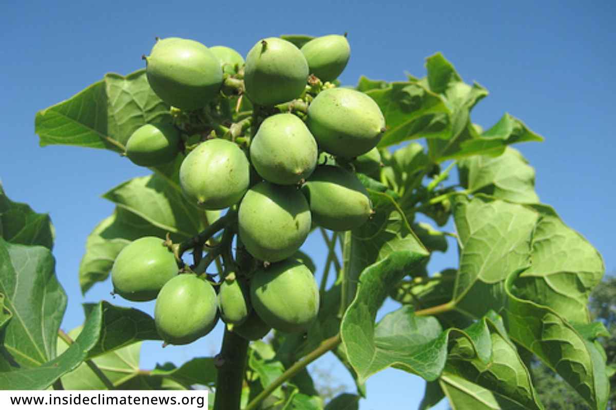Biodiesel Palnt Jatropha