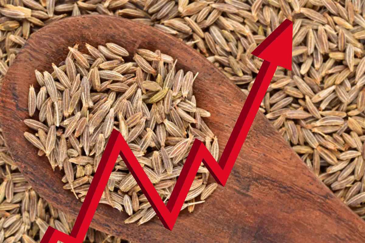 Jeera Price Hike