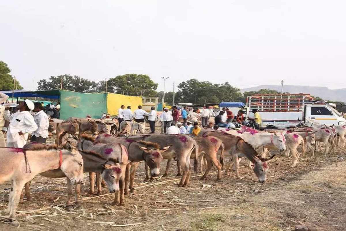 Donkey Market