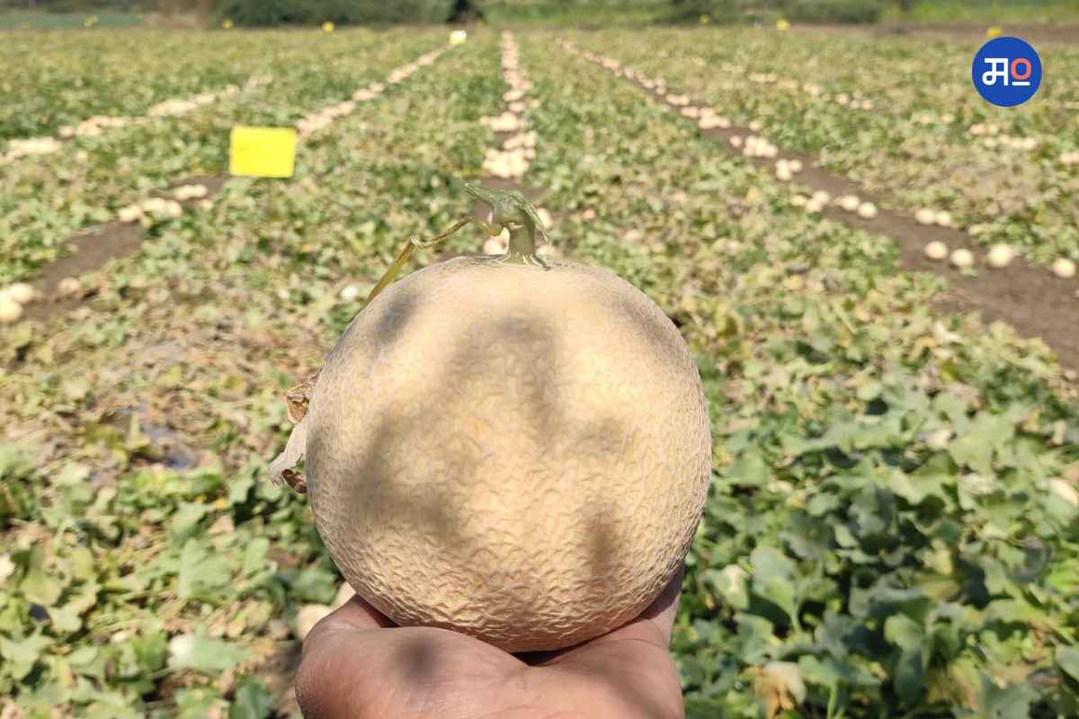 Muskmelon Farming