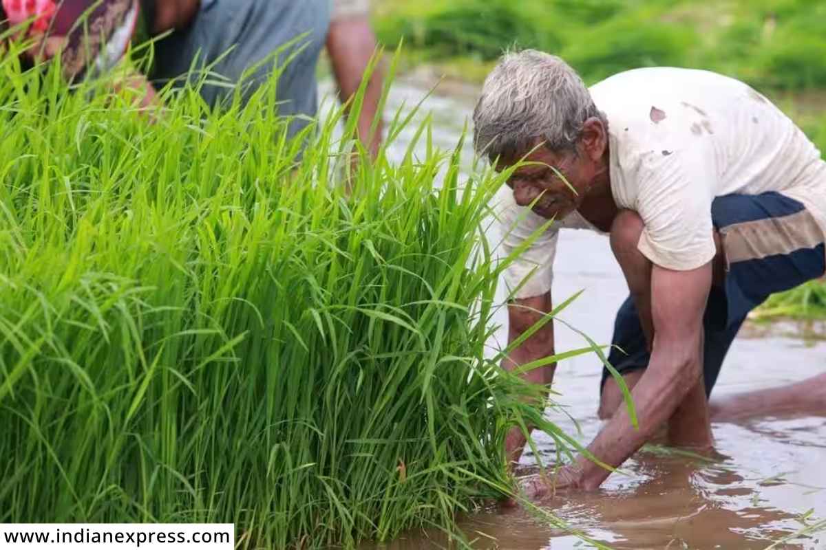 kharif crop Planting :  यंदाच्या खरीप हंगामात लागवडीखालील क्षेत्रफळामध्ये वाढ;  भाताचे क्षेत्रही वाढले