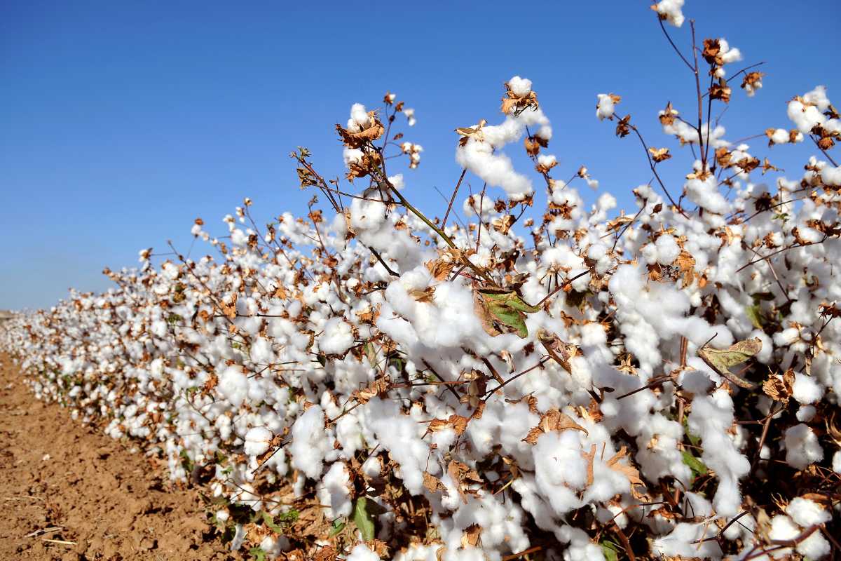 Cotton Price