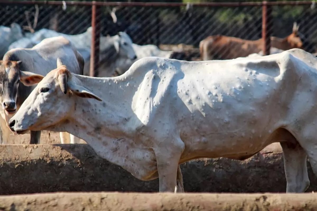 Lumpy Disease compensation :  लम्पी आजाराने मृत पावलेल्या जनावरांच्या प्रत्येक पशुपालकांना अर्थसहाय्य मिळणार