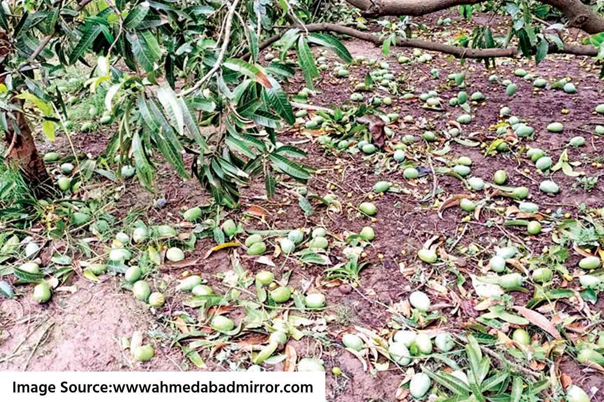 Mango crop damage : अवकाळी पावसामुळे आंब्याची वाट! उत्पादनात 20 टक्के घट