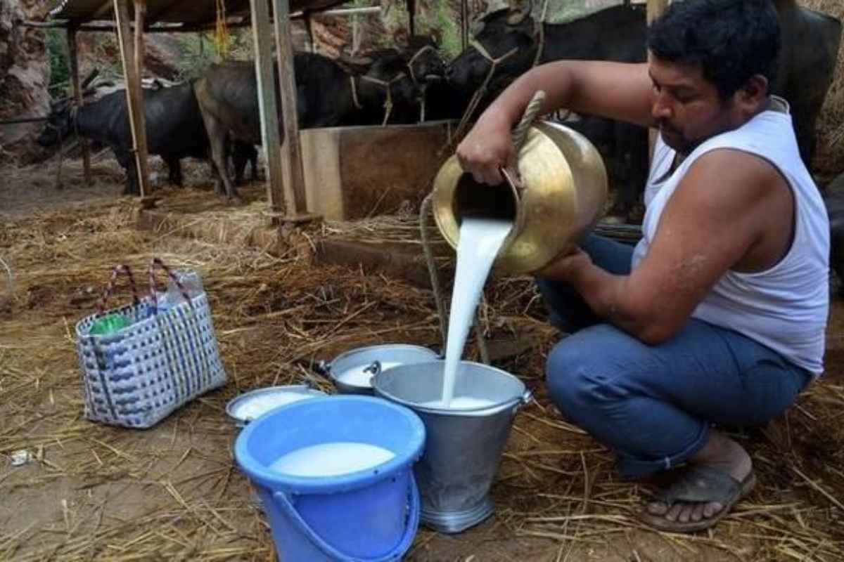 milk rate