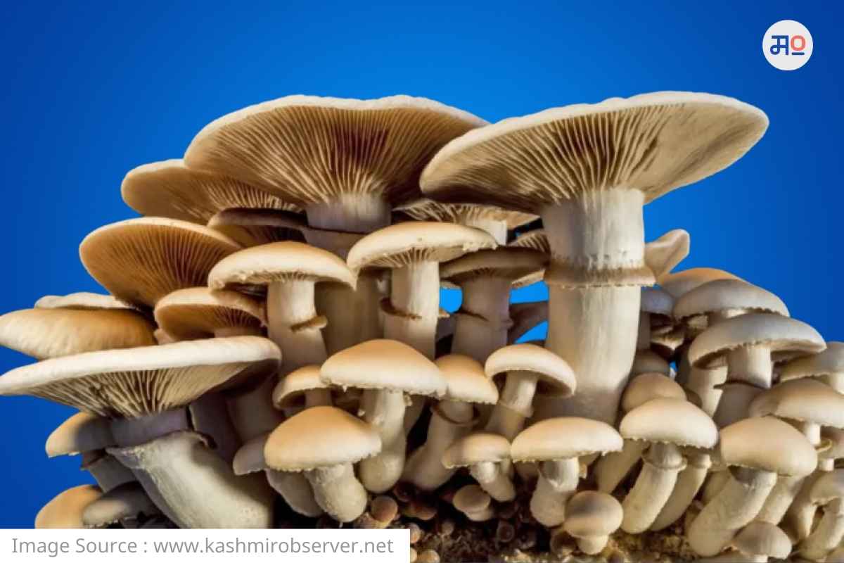 Mushroom New variety : सप्टेंबरमध्ये येणार मशरूमचं नवं वाण; शेतकऱ्यांना जास्त कमाईची संधी
