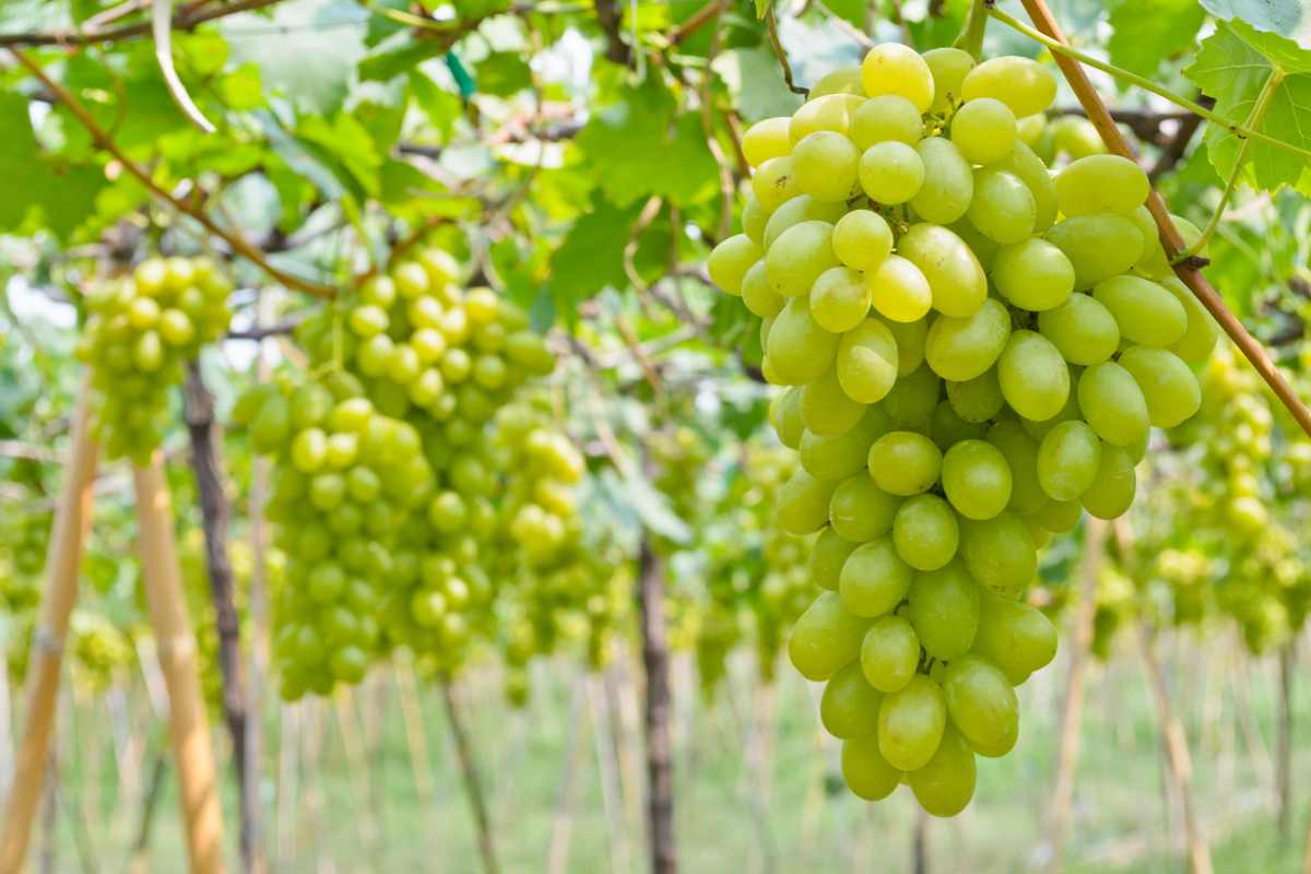 Nashik Grapes Export