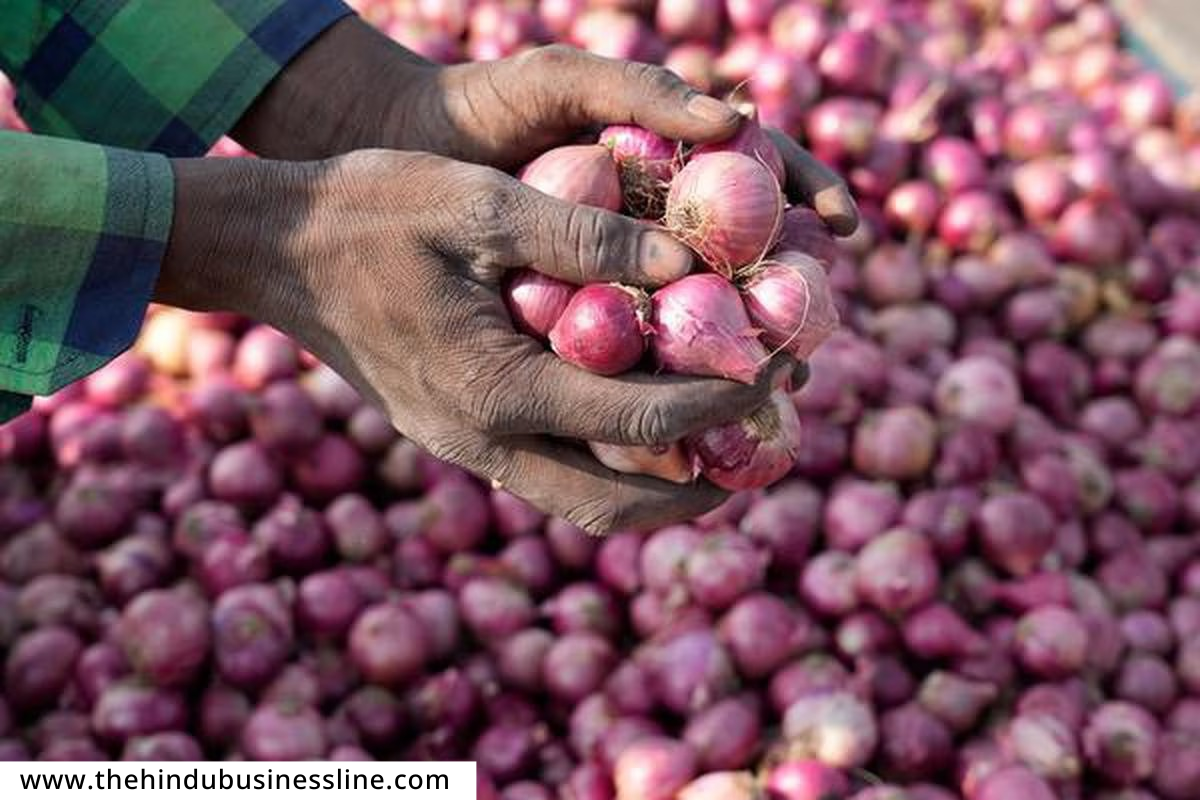 Onion MahaBank :  कांदा साठवणुकीसाठी राज्य सरकार उभारणार कांद्याची महाबँक; कांदा चाळींसाठी वाढीव निधीची तरतूद
