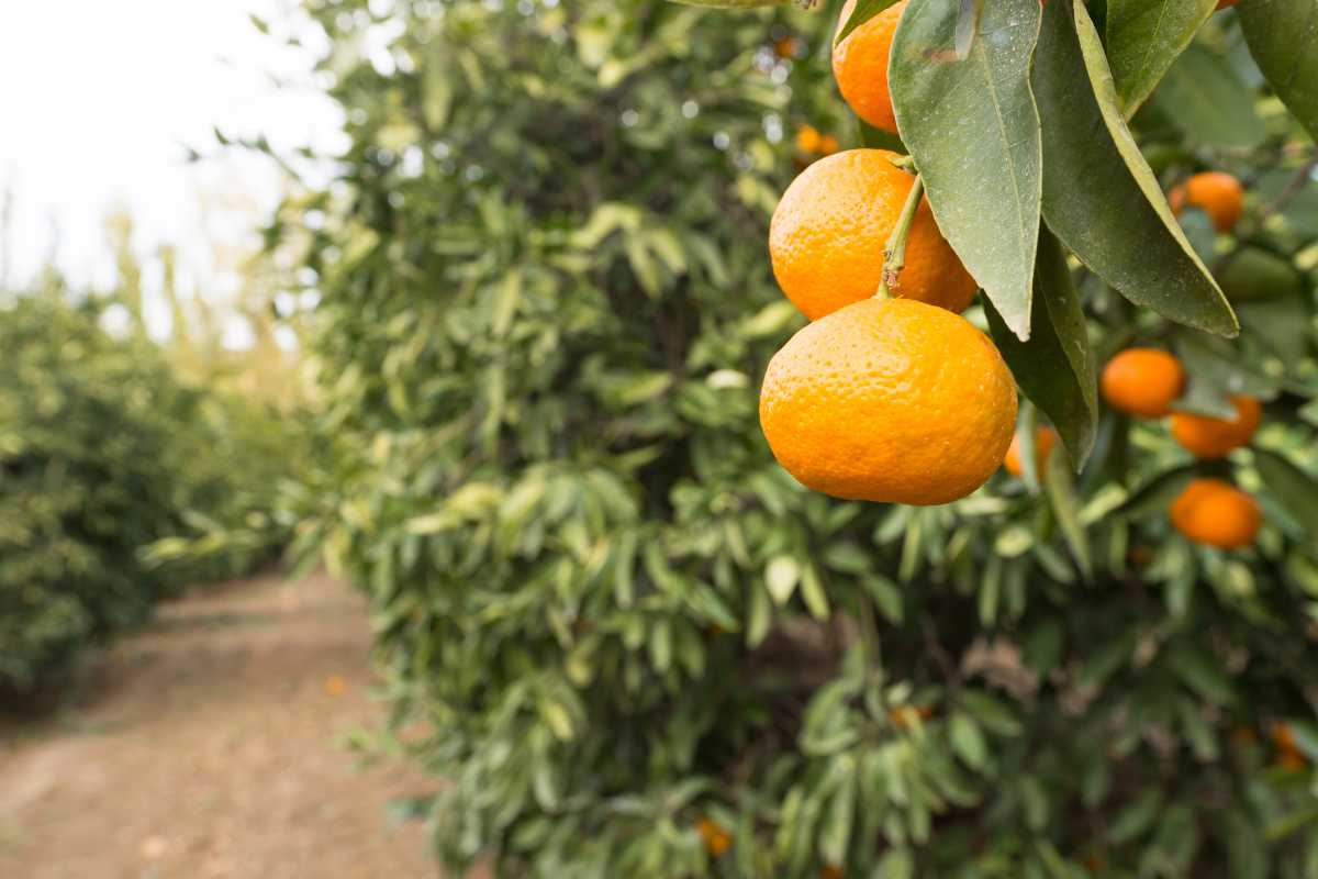 Orange Farming, Planting, Growing