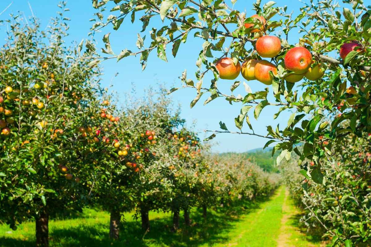 Falbag Lagwad Scheme