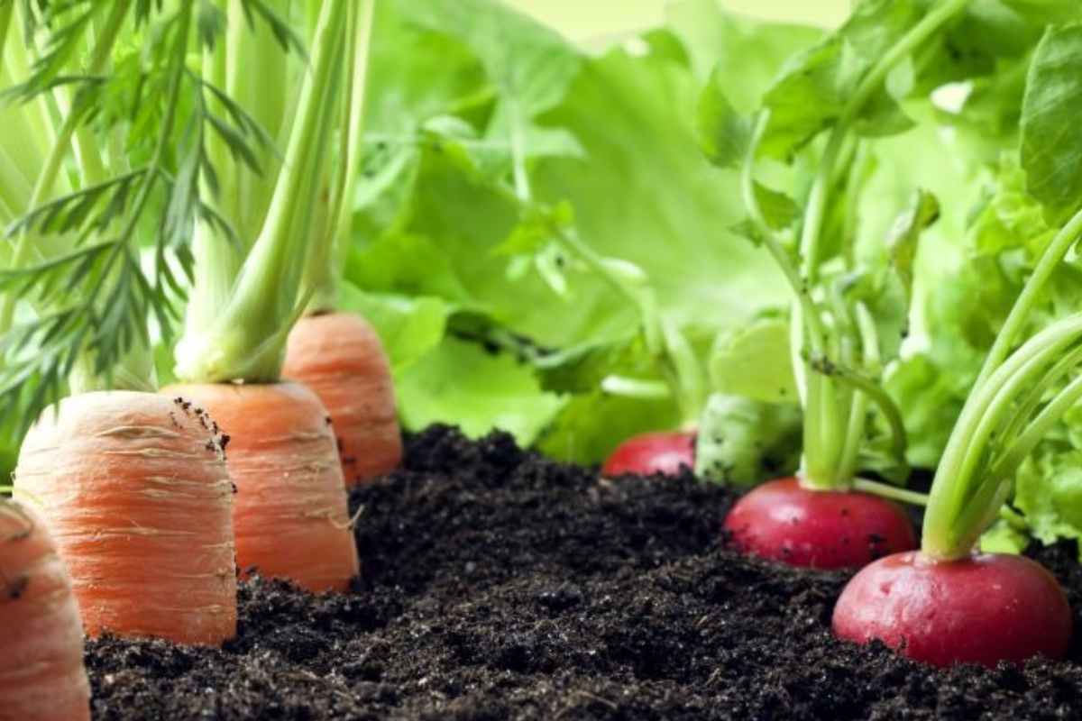 Organic Farming: का महाग असतात सेंद्रिय भाज्या अन् फळं? भाव करण्यापूर्वी जाणून घ्या शेतीचं तंत्र...