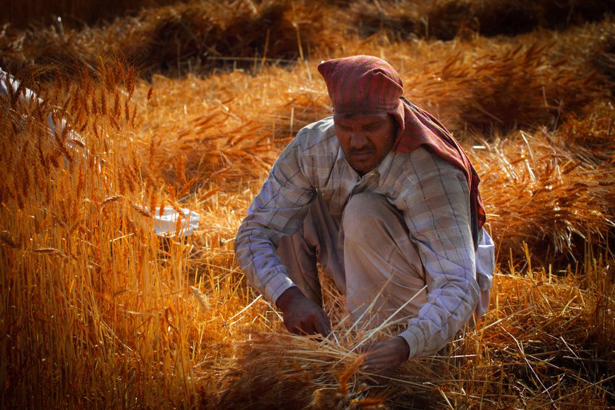 Increase in purchase of paddy, paddy,