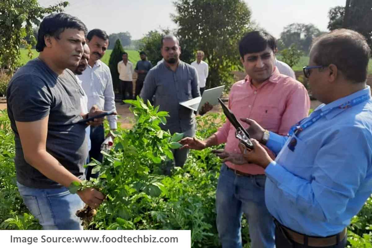 PepsiCo : बटाटा उत्पादक शेतकऱ्यांना आधीच येणार नुकसानीचा अंदाज, काय आहे पेप्सिकोचं क्रॉप इंटेलिजन्स मॉडेल?