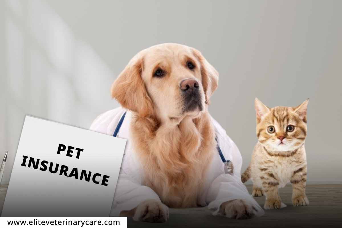 Pet Insurance : पाळीव प्राण्यांसाठीही तुम्ही घेऊ शकता विमा संरक्षण, जाणून घ्या फायदे