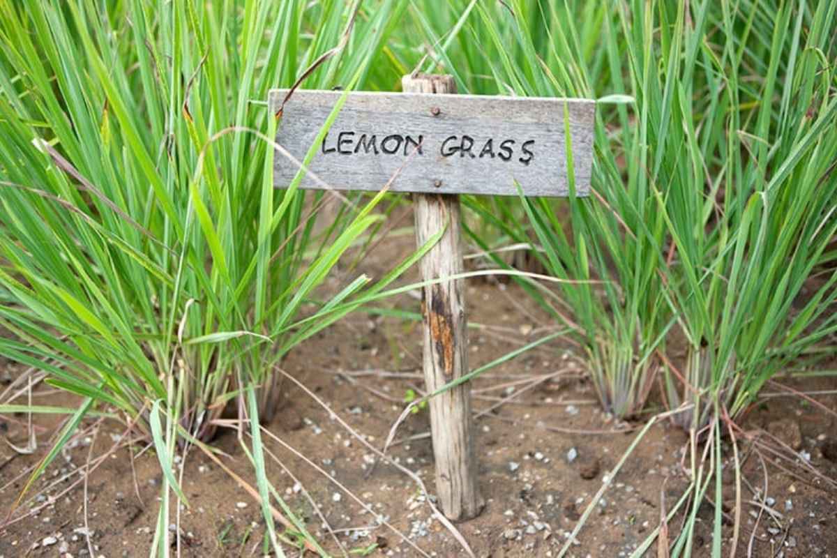 Lemon Grass Farming