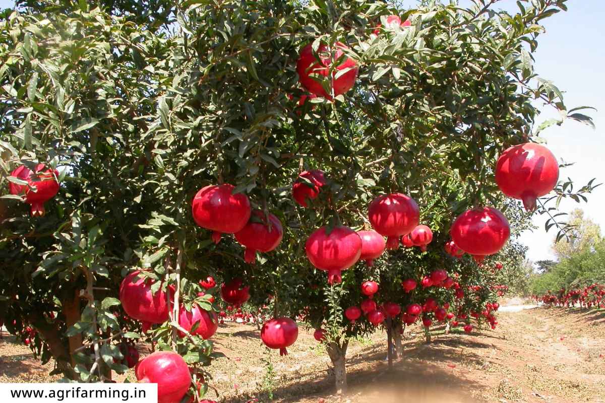 Pomegranate Cultivation