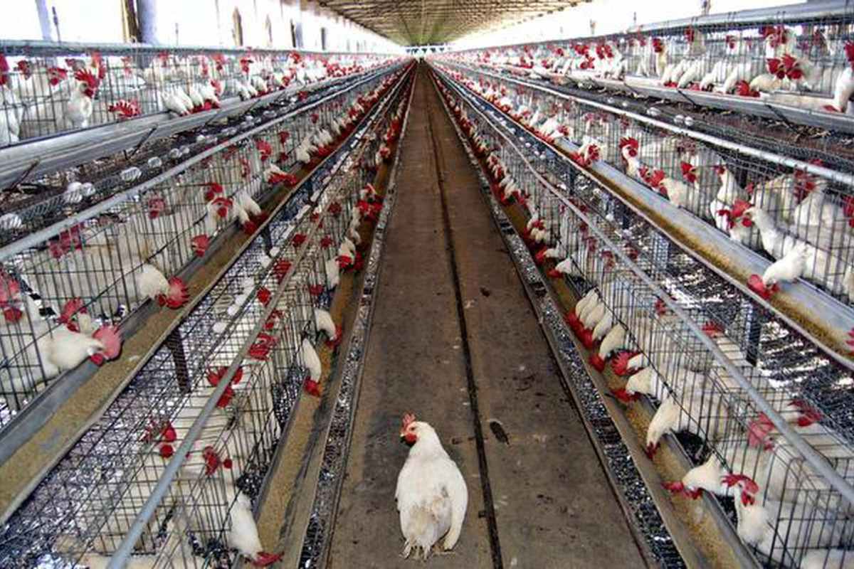 Poultry Farm