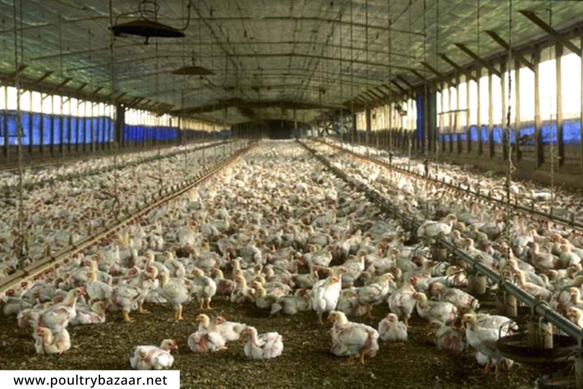 Poultry Farming