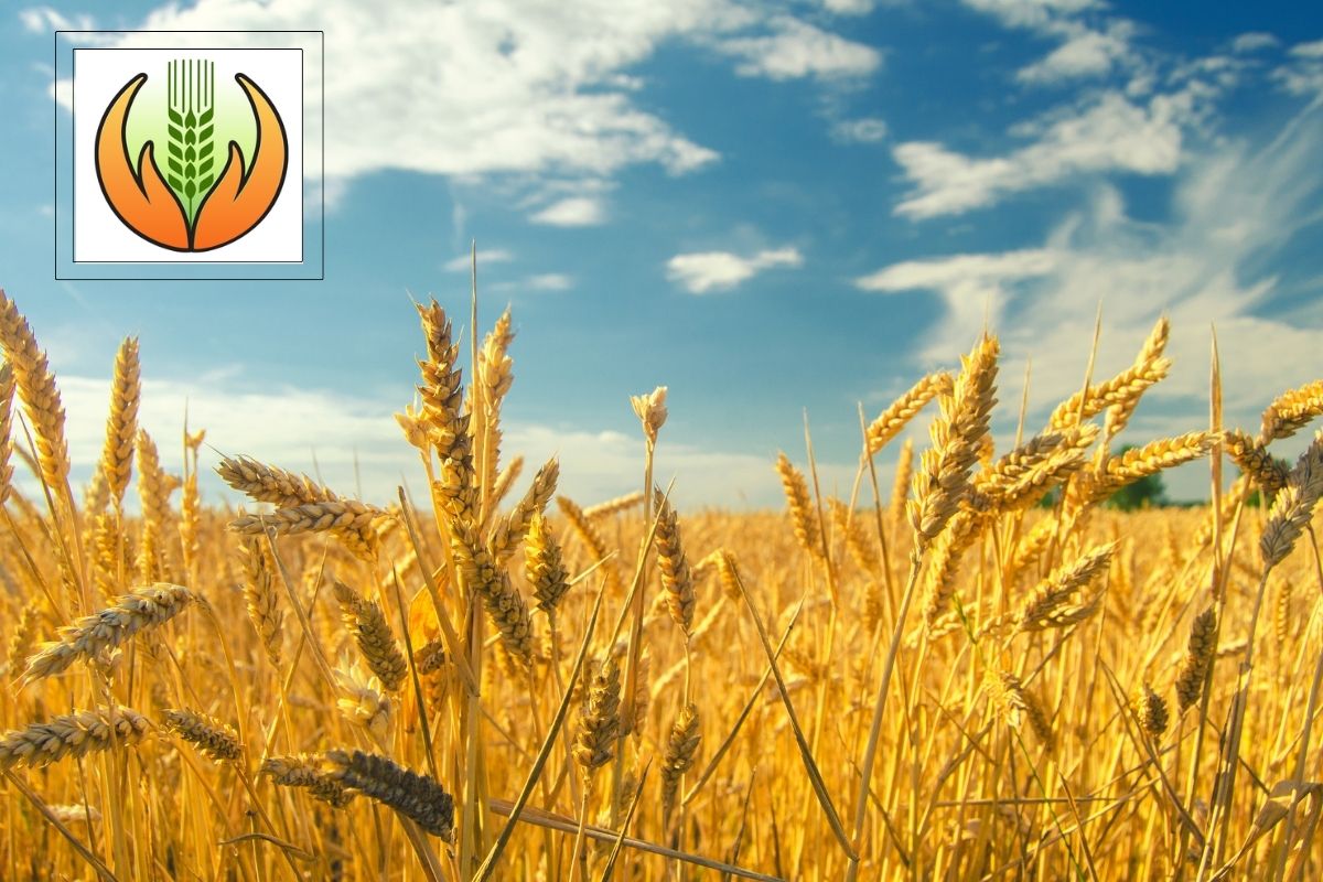 Benefits Of Crop Insurance For Indian Farmers