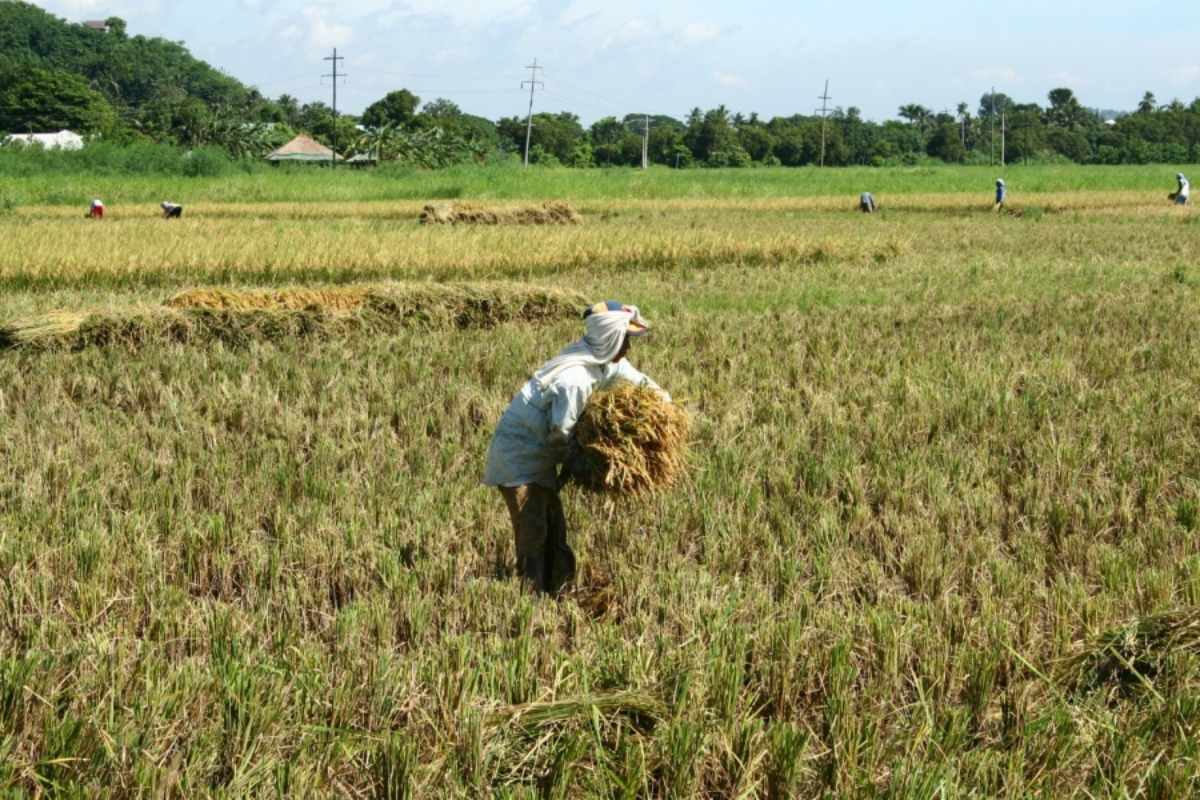 Agricultural production
