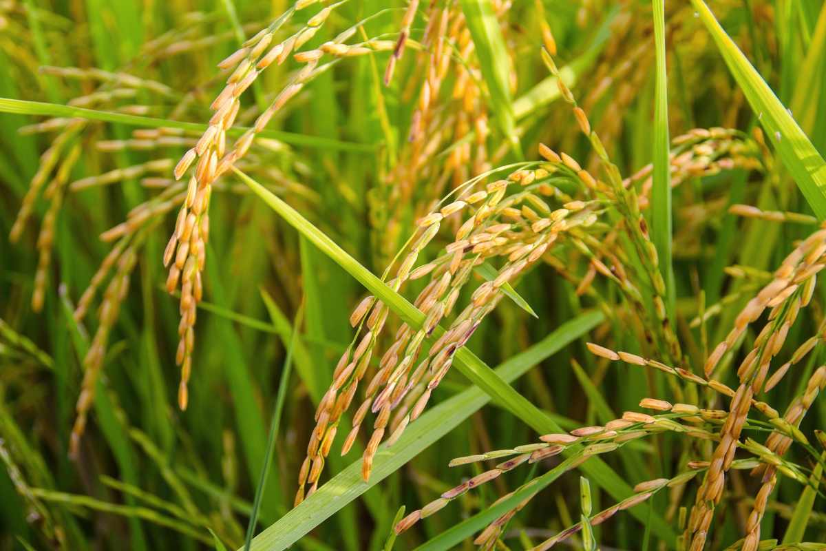 Rice Export Ban
