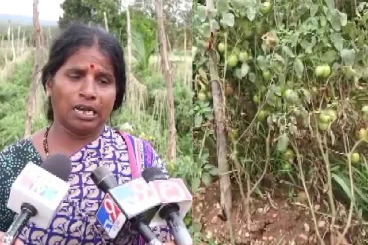 Tomato Robbery : कर्नाटकात टोमॅटो पिकावर दरोडा; 2.5 लाखांच्या टोमॅटोची चोरी