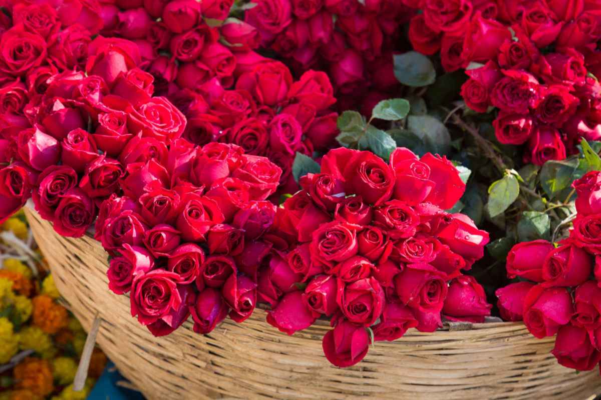 Rose Exports