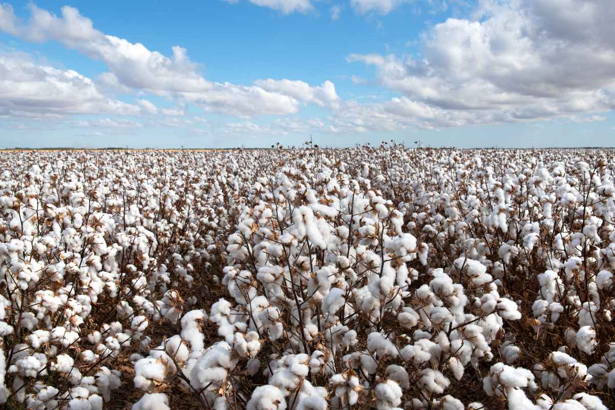 Revised cotton rates