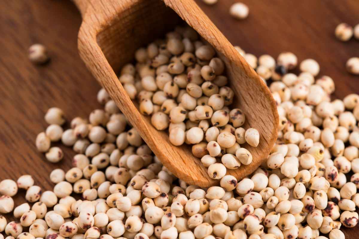 Price of Jowar Sharp Rise, Jowar, Jowar