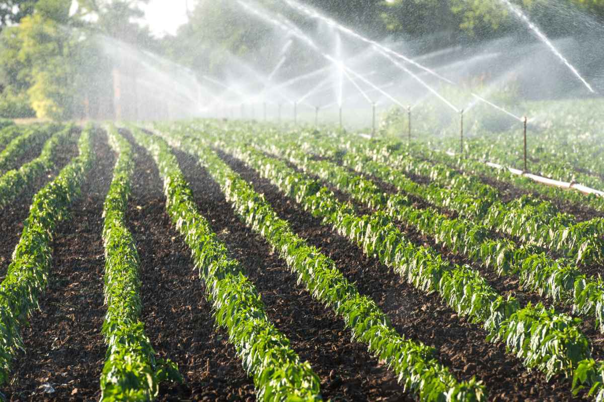 Irrigation