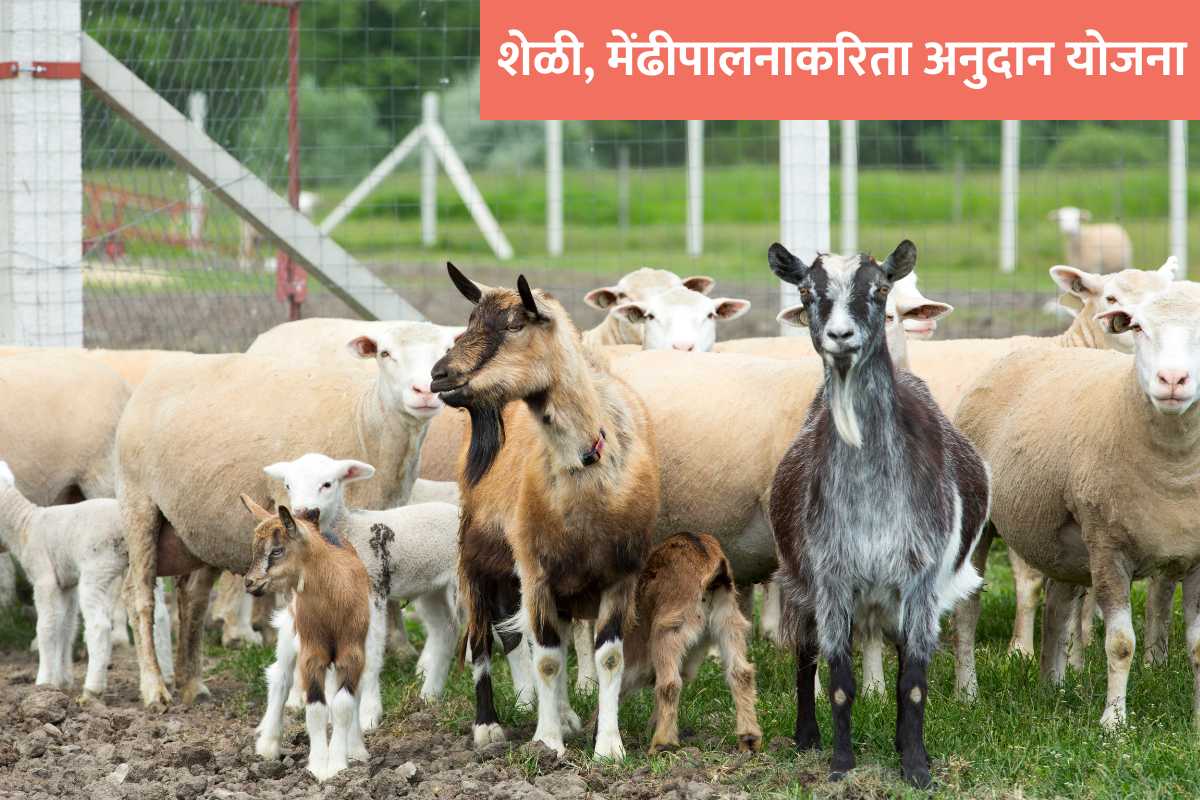 Government Subsidy for Goat & Sheep