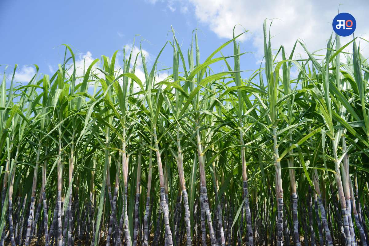 Sugarcane Price : ऊस उत्पादकांना यावर्षी मिळणार जास्त भाव, इथेनॉलच्याही दरात वाढ होण्याची शक्यता