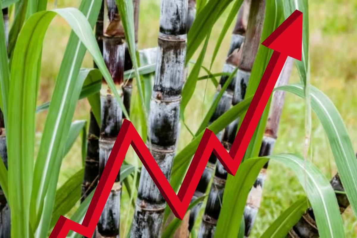 Sugar Price : उसाची एफआरपी वाढली; कारखानदारांच्या आग्रही भूमिकेने साखर महागणार?