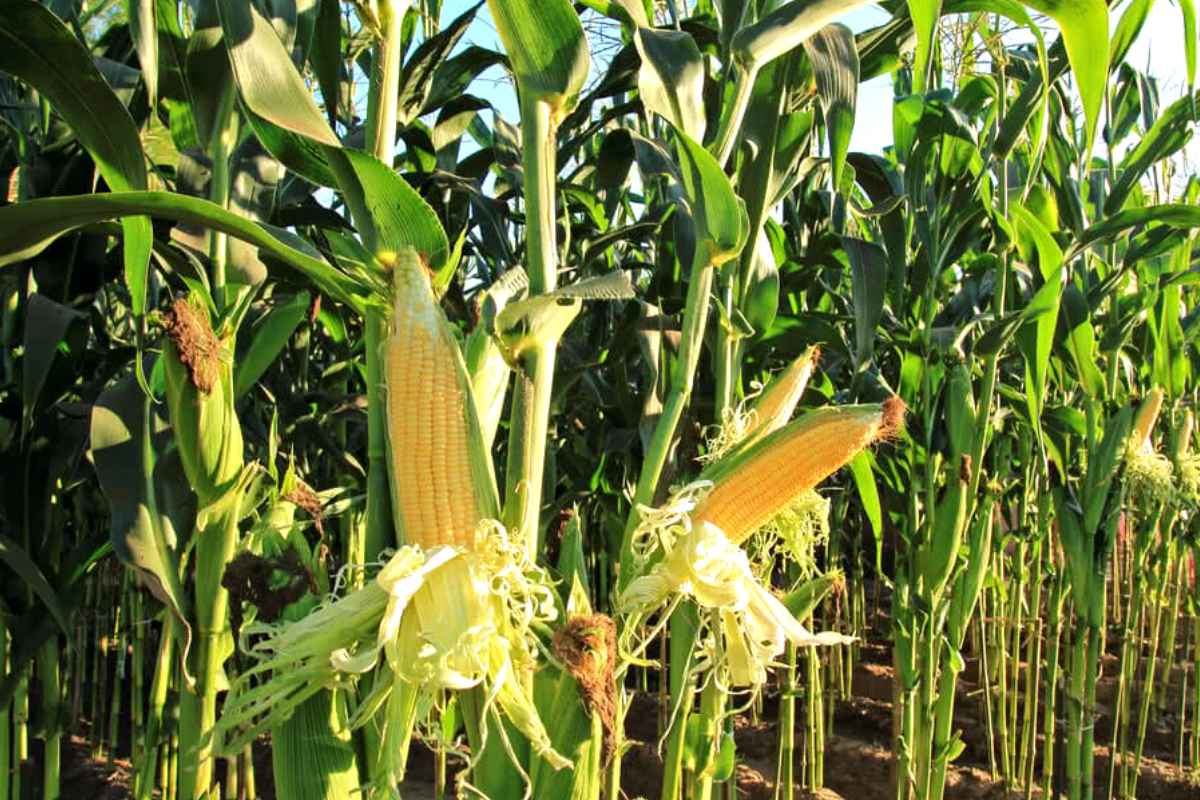 Sweet Corn Farming