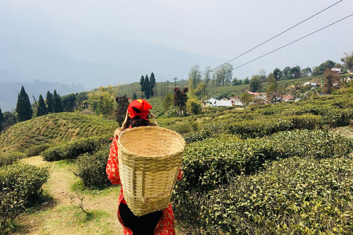 Tea industry