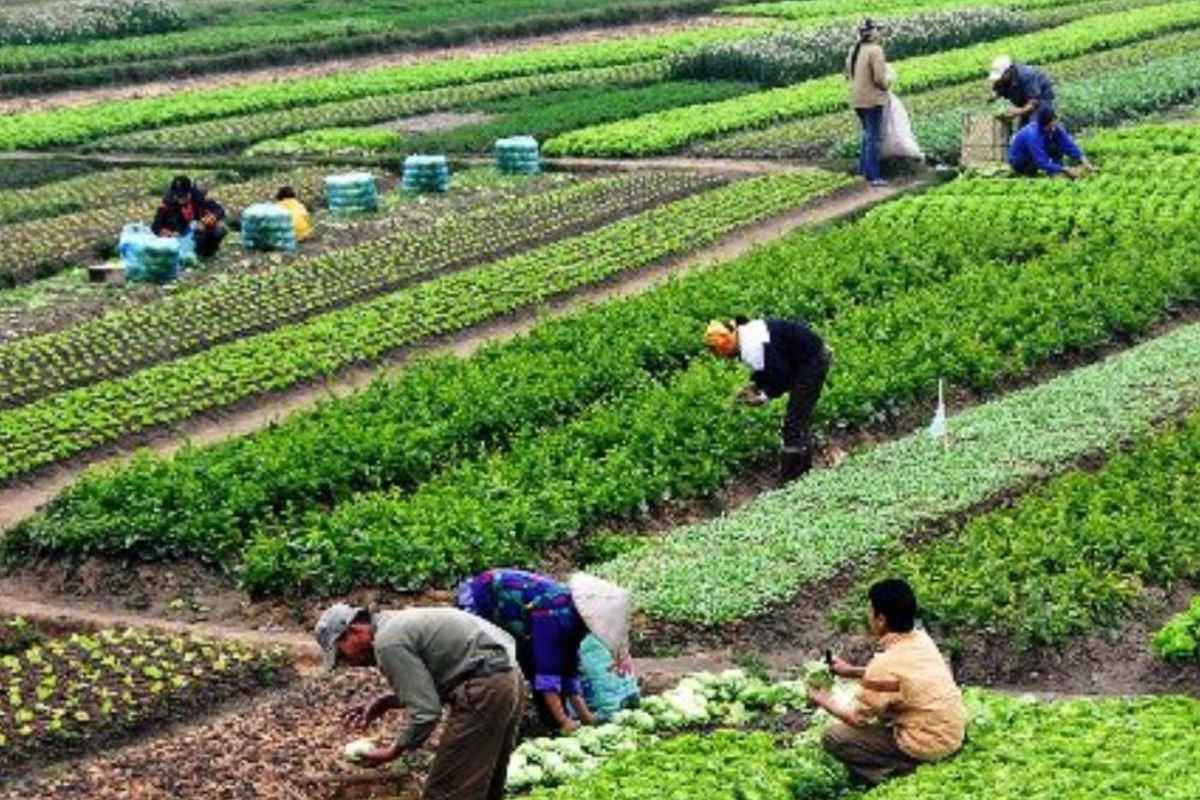 Top Profitable Farming