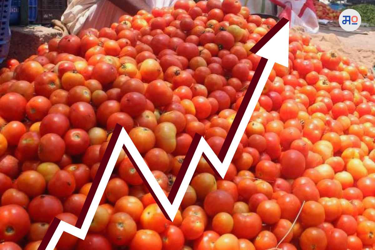 Tomato Price : टोमॅटोच्या किमती भडकल्याने ग्राहकांच्या खिशाला झळ