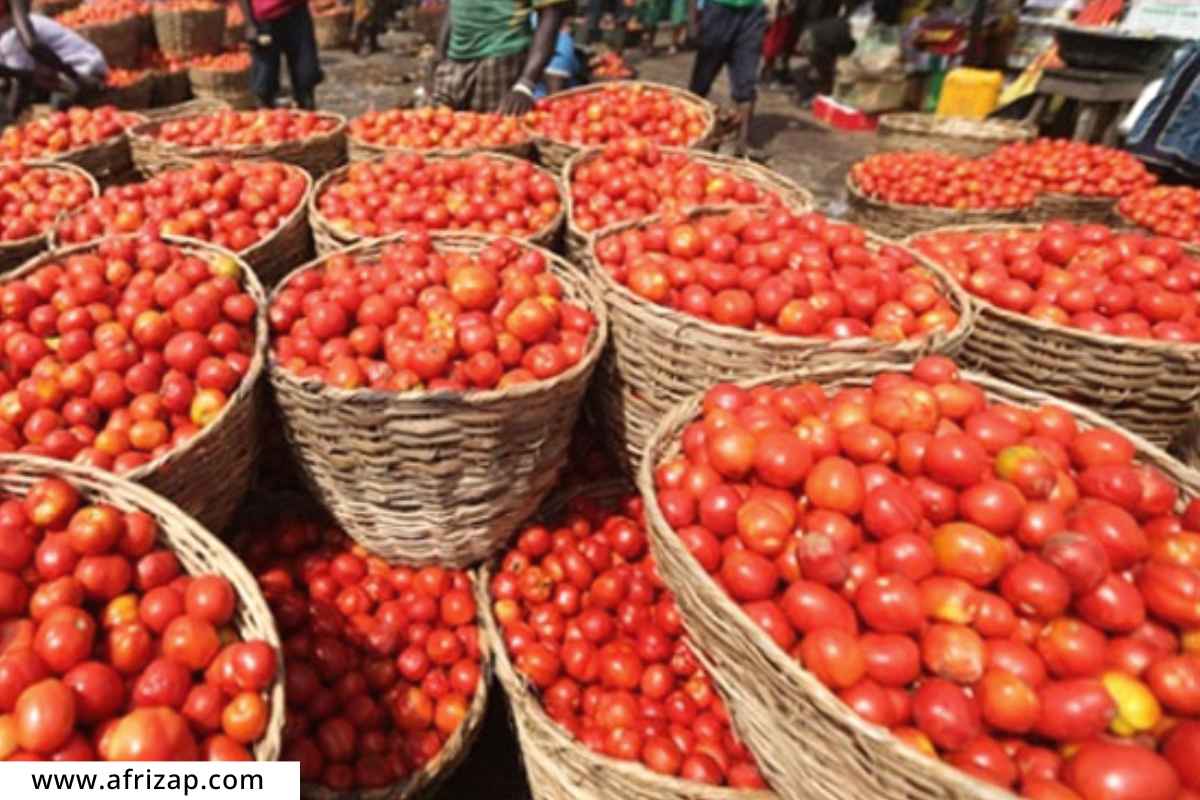 Tomato prices crash : टोमॅटो पुन्हा रस्त्यावर; आवक वाढल्याने टोमॅटोला मिळतोय कवडीमोल दर
