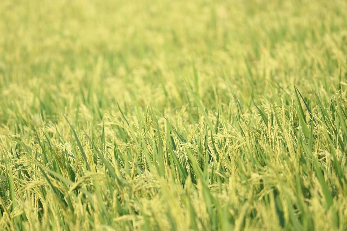 Traditional Occupation of Maharashtra