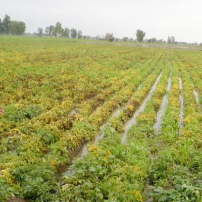 Unseasonal Rain in Maharashtra