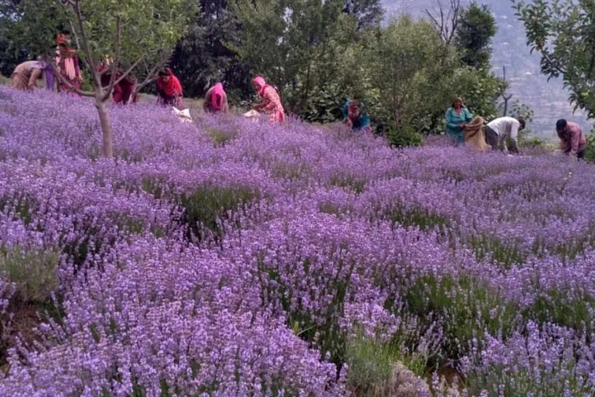 Geranium Floriculture