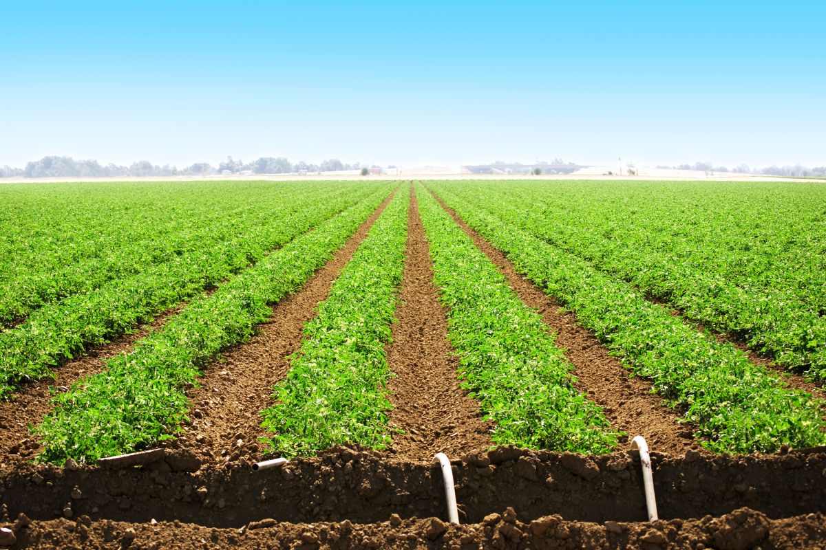 Farm Land, Purchase of land