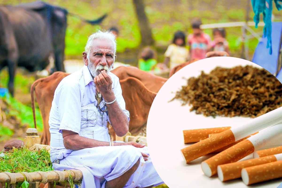Tobacco Producing Farmers