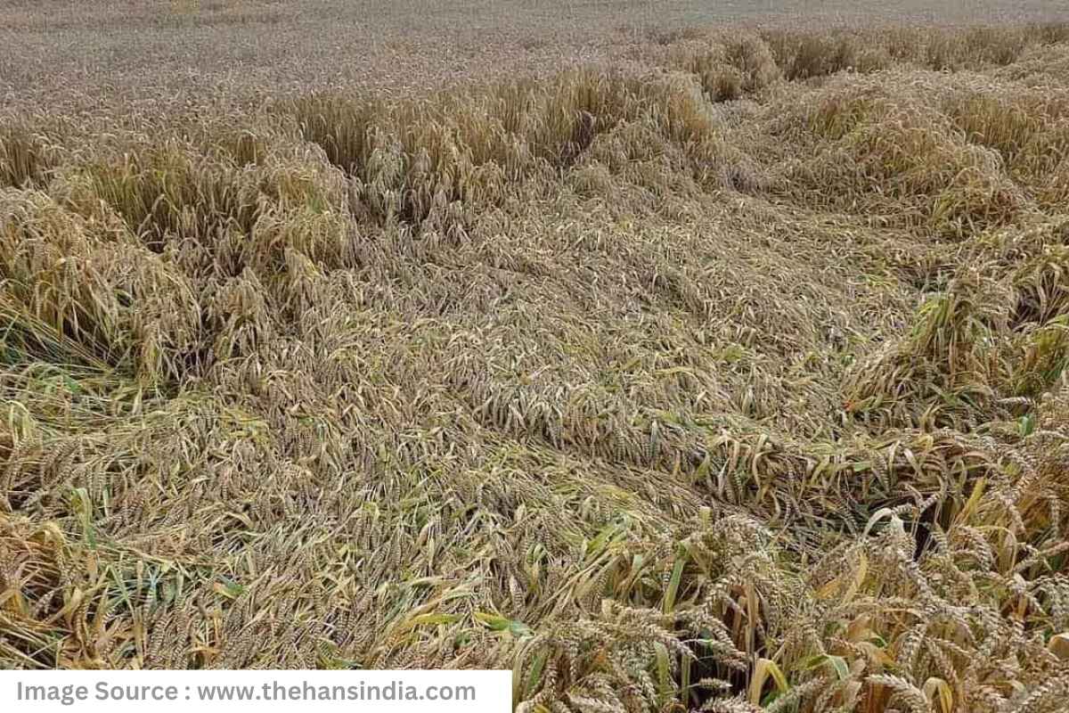 Wheat crop loss