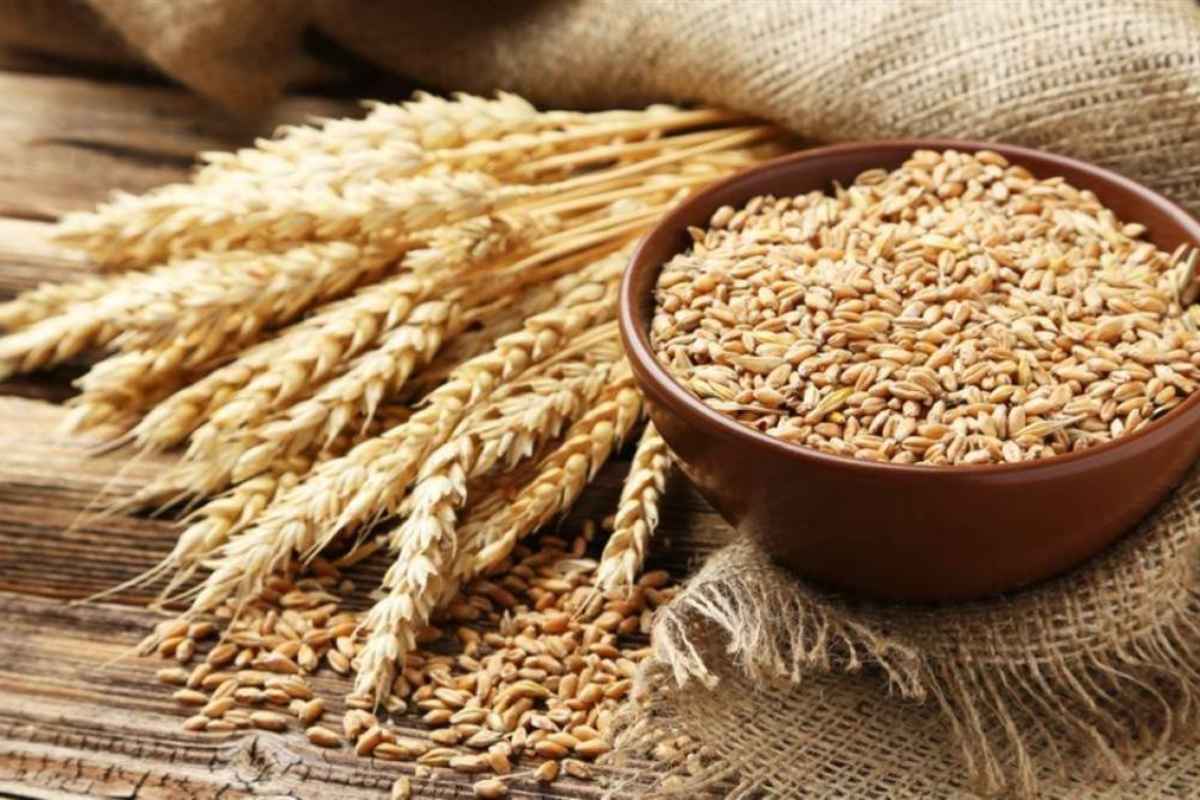 Wheat Prices: गव्हाच्या वाढत्या किंमतींना बसणार आळा? मार्चपर्यंत सरकारकडून साठा मर्यादा!